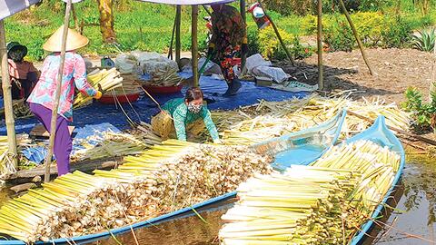 Cây bồn bồn mở hướng phát triển mới cho U Minh Hạ 