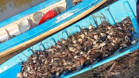 Kiên Giang điều tra nguyên nhân cua biển nuôi chết hàng loạt 