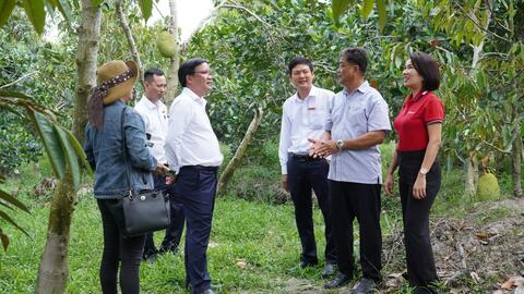 Năng động trồng mít Thái, phát triển kinh tế nông hộ từ nguồn vốn của Agribank 
