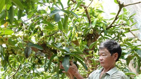 Thu trăm triệu mỗi năm nhờ cho mận "ngủ mùng" 