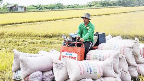 Phát huy vai trò tích cực của thương lái trong chuỗi ngành hàng lúa gạo 