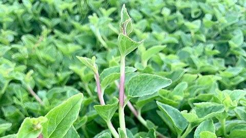 Loại rau dại xưa nhổ vứt đi nay thành đặc sản nhiều người ưa chuộng, giá 120.000 đồng/kg