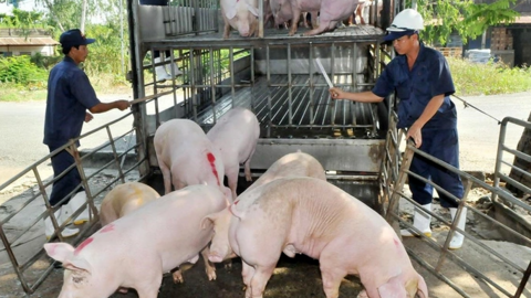 Mức giá 67.000 đồng/kg lợn hơi lan rộng ra nhiều tỉnh phía Bắc, người nuôi lãi gần 30%