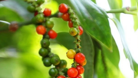 Giá tiêu đang chịu áp lực điều chỉnh sau đợt tăng giá mạnh?