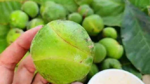 Loại quả dại xưa không ai ngó nay thành đặc sản mùa hè, 120.000 đồng/kg