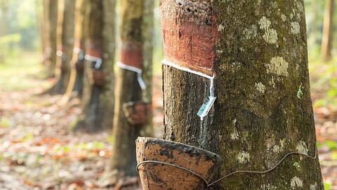 Giá cao su giảm do giá dầu thấp hơn