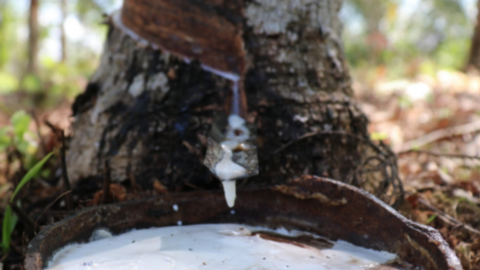 Giá cao su tăng tiếp do lo ngại nguồn cung thắt chặt