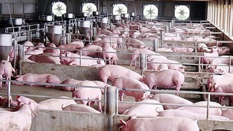 Giá lợn hơi chính thức cán mốc 70.000 đồng/kg, miền Trung cực khan hiếm lợn