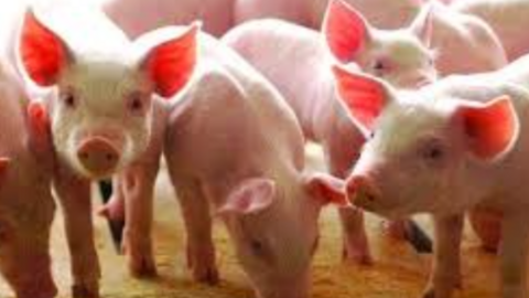 Giá lợn hơi tăng trở lại, nhiều tỉnh ở miền Bắc và miền Tây lấy lại mốc giá 70.000 đồng/kg