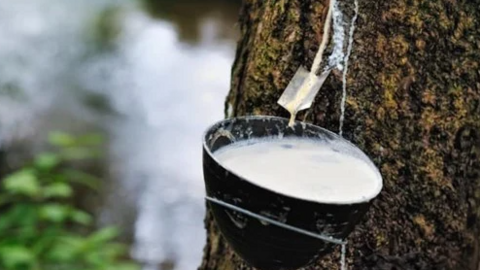 Giá cao su biến động nhẹ, giao dịch trầm lắng