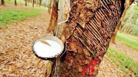 Giá cao su kỳ hạn giảm, mủ cao su trong nước vẫn tăng cao