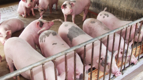 Giá lợn hơi giảm, lợn đẹp vẫn được giao dịch ở mức cao, người nuôi lợn nhỏ lẻ bắt đầu lo về tương lai