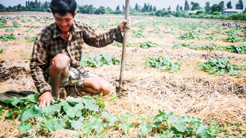 Sử dụng phân hữu cơ để phục hồi đất sản xuất nông nghiệp 