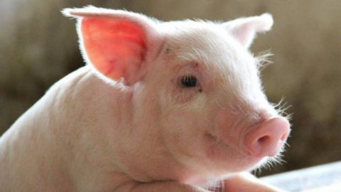 Thị trường lợn hơi toàn quốc bị đe doạ bởi dịch bệnh, nhiều nơi giảm giá