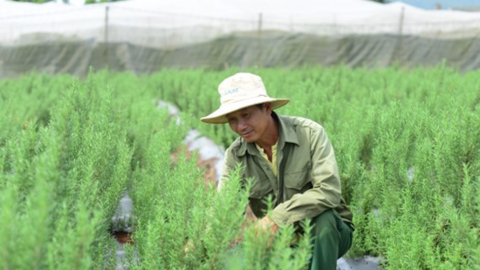 Bỏ phố về quê trồng cây thơm nức mũi, chị nông dân đút túi trăm triệu đồng