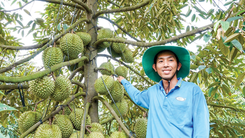 Trồng sầu riêng cho trái nghịch vụ kiếm tiền tỉ 