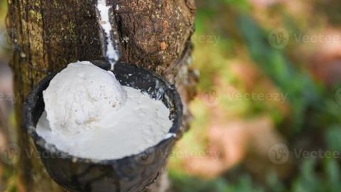Thời tiết hỗ trợ giá cao su tăng trở lại, cạnh tranh xuất khẩu ngày càng khốc liệt