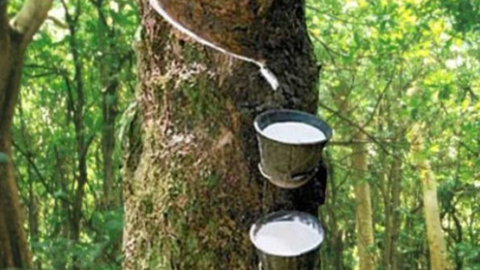Giá bán cao su Việt Nam tiếp tục neo cao nửa cuối năm nay