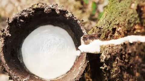 Xuất khẩu cao su của Việt Nam sang Ấn Độ tăng rất mạnh