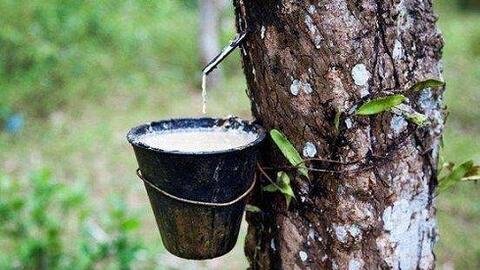 Lo ngại thời tiết xấu ở Thái Lan, giá cao su tăng mạnh