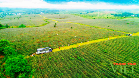 Lai Châu: Bỏ chè già cỗi trồng dứa Queen, doanh thu của Công ty CP Trà Than Uyên tăng lên