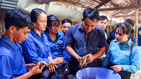 Nuôi cua trong thùng nhựa thu lãi trăm triệu đồng mỗi vụ 