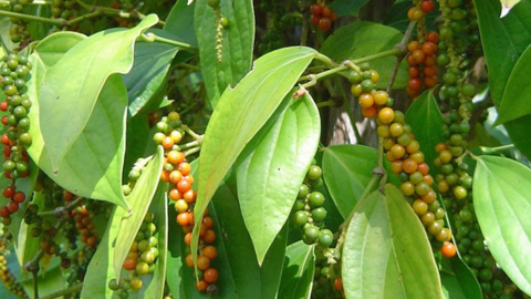 Giá tiêu biến động nhẹ tại Đắk Lắk và Đắk Nông, 5 tỉnh Tây Nguyên giá tiêu như nhau