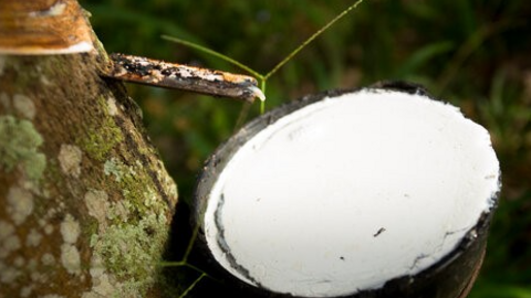 Nhu cầu cao su của Trung Quốc có thể sẽ bị ảnh hưởng bởi EU