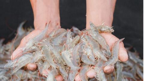 Giá xuất khẩu tôm chân trắng sang Mỹ khả quan hơn