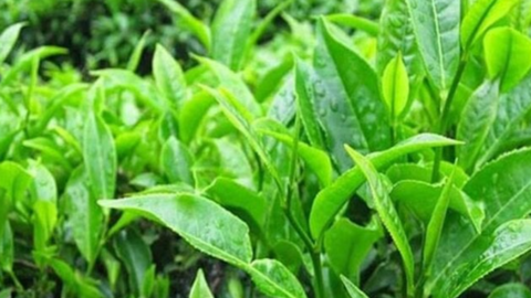 Việt Nam giữ vững vị trí đối tác xuất khẩu trà lớn nhất cho Đài Loan