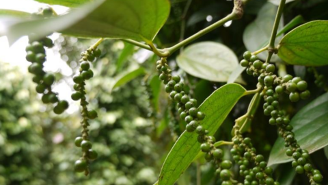 Giá tiêu tiếp tục tăng, Bà Rịa – Vũng Tàu, Đắk Nông vọt lên đỉnh mới