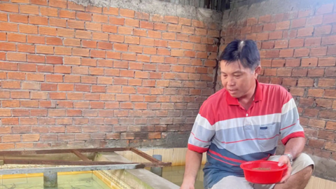 Làm giàu với mô hình nuôi ếch, nuôi lươn không bùn 