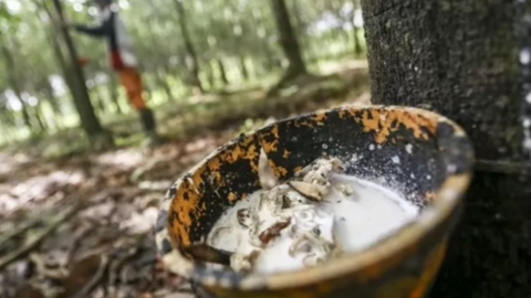 Xuất khẩu cao su của Việt Nam sang Ấn Độ tăng trưởng kỷ lục, giá mủ cao su cũng đi lên