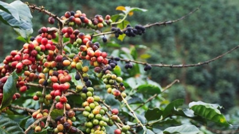 Đà tăng giá cà phê chưa dừng lại, giá cà phê tại Lâm Đồng, Đắk Nông tăng mạnh nhất hôm nay