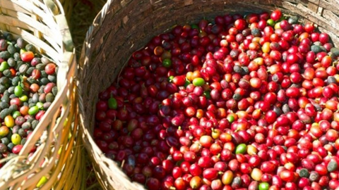 Lượng cà phê xuất khẩu toàn cầu tăng mạnh gây áp lực lên giá cà phê