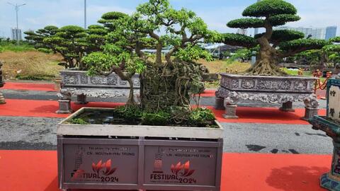 Tổ chức đấu giá sinh vật cảnh để ủng hộ đồng bào vùng lũ