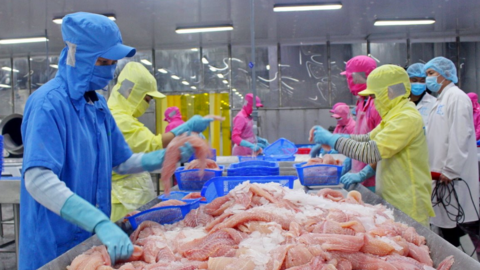 Xuất khẩu cá tra giá trị gia tăng sang Anh có tín hiệu tích cực