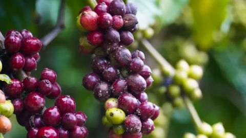 Giao dịch cà phê trong nước trầm lắng do lượng hàng không còn nhiều