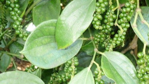 Giá tiêu còn biến động, khuyến cáo doanh nghiệp có thể mua dần, tránh dồn dập