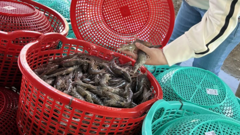 Ngành tôm và nỗi lo chi phí cao 