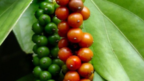 Giá tiêu tăng trở lại, Bà Rịa - Vũng Tàu bất ngờ có giá tiêu vươn lên cao nhất hôm nay