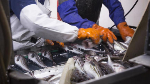 Xu hướng tiêu thụ cá thịt trắng tại các thị trường lớn trên thế giới, cơ hội nào cho Việt Nam?