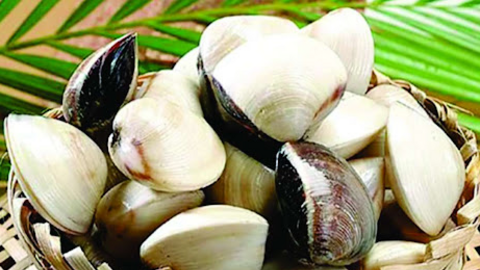 Nhu cầu tiêu thụ tăng cao tạo động lực cho xuất khẩu nghêu Việt Nam