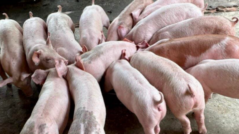 Giá lợn hơi theo đà giảm nhanh ở miền Bắc, tuột mốc 68.000 đồng/kg