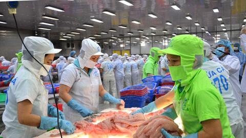 Năm 2025: Cá rô phi và cá tra Việt Nam đều trên đà tăng trưởng mạnh mẽ