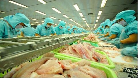 Hà Lan tiêu thụ cá tra Việt Nam nhiều nhất trong khối EU