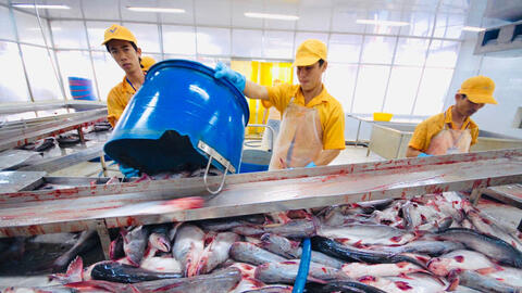 Xuất khẩu cá tra năm 2024 có thể vượt 2 tỷ USD