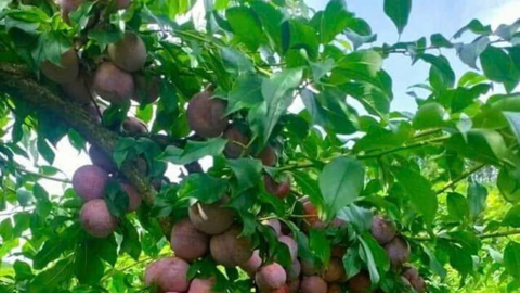 Vụ mận hậu 2025: Sơn La tăng tốc kết nối tiêu thụ