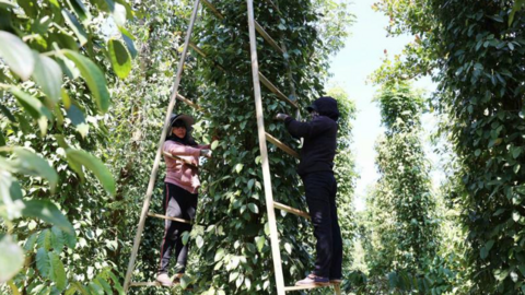Giá tiêu hôm nay 29/6/2025: trong nước tiếp đà tăng cao