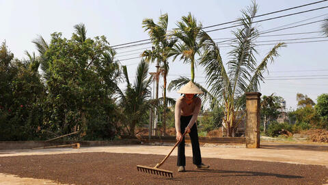 Giá tiêu hôm nay 30/6/2025: trong nước neo ngưỡng khá cao